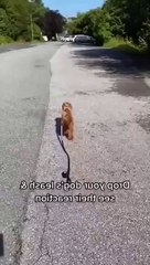 Cute and Funny Dog Videos _ Aww Animals