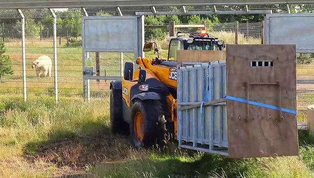 Yorkshire Wildlife Park - Polar bears on the move