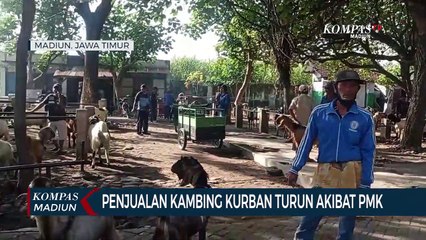 Penjualan Kambing Kurban Turun Akibat PMK