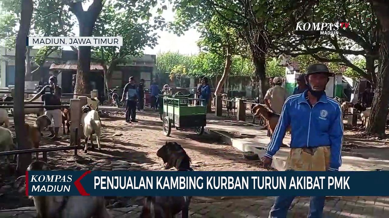 Penjualan Kambing Kurban Turun Akibat PMK