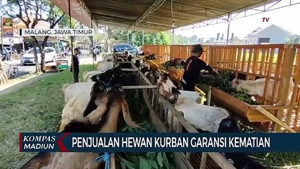Penjualan Hewan Kurban Garansi Kematian
