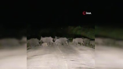 Domuz sürüsü araçlara aldırış etmedi
