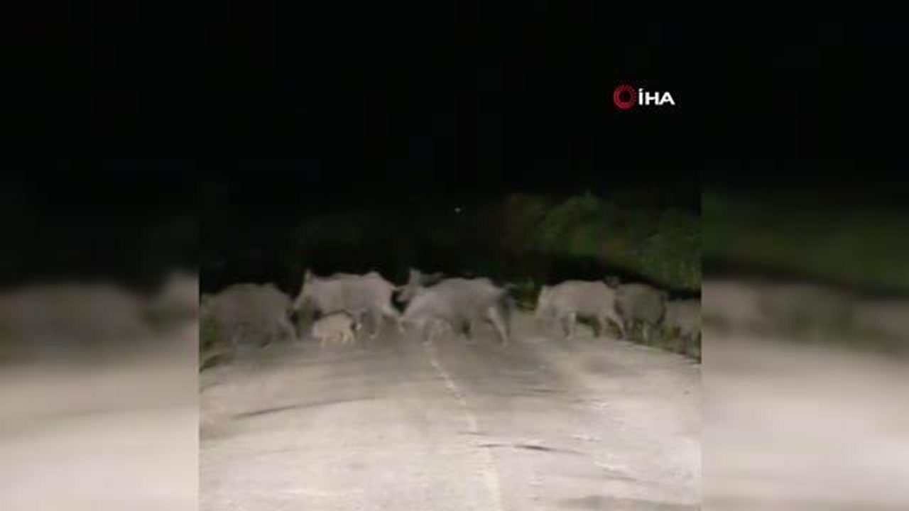 Domuz sürüsü araçlara aldırış etmedi