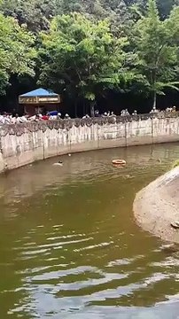 Un orang outan est sauvé de la noyade après que des touristes lui ait jeté de la nourriture