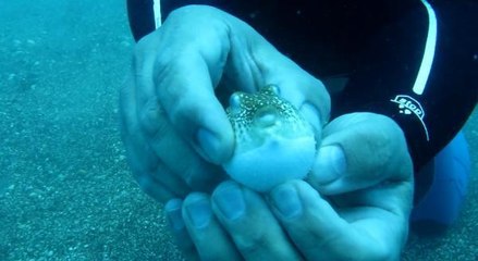 BALON BALIKLARI, BESİN İÇİN DALGIÇLARI TAKİP EDİYOR --