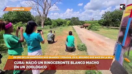 Cuba: nació un rinoceronte blanco macho en un zoológico