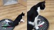 Paralyzed cat walks around the room with his favorite tray