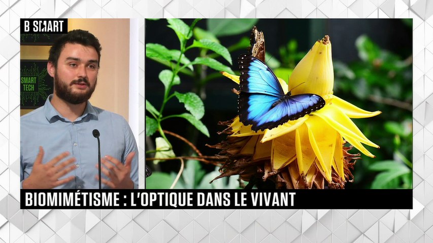  Biomimétisme : l'optique dans le vivant