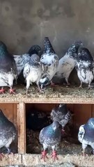 Pakistani high flyer pigeon breeding।