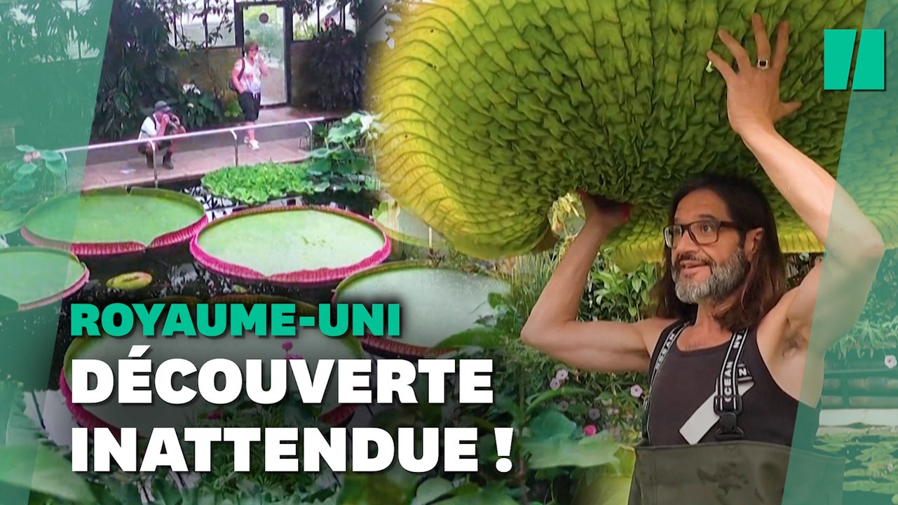 Une nouvelle espèce de nénuphar géant découverte au Royaume-Uni