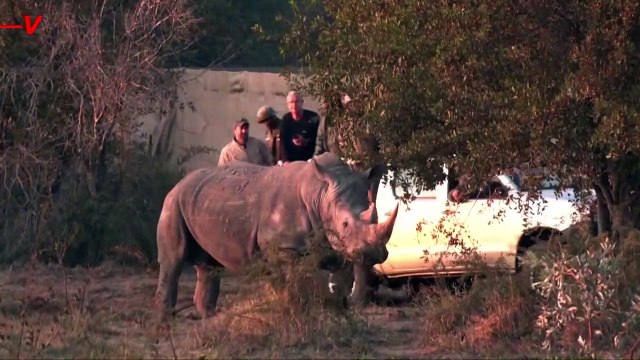 After Decades of Extinction White and Black Rhinos Have Been Reintroduced to Mozambique