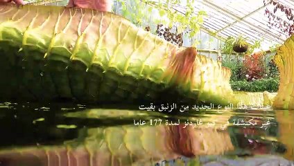 حدائق "كيو غاردنز" اللندنية تعلن اكتشاف نوع جديد من الزنابق المائية