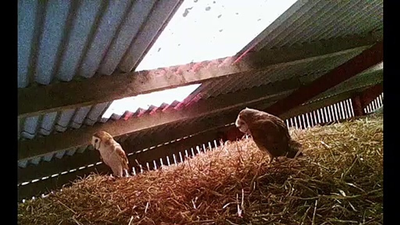 Baby Barn Owls learning to fly in East Yorkshire barn