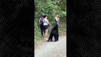 Yürüyüş yapan kadınlar ayı saldırından böyle kurtuldu