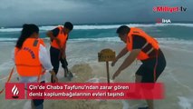 Çin’de Chaba Tayfunu’ndan zarar gören deniz kaplumbağalarının evleri taşındı