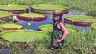Must See! Photographer Captures Timelapse of the World’s Largest Lily Pad Growing BIG