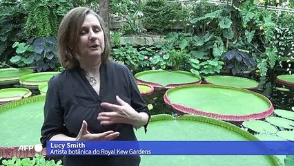 Espécie de nenúfar similar a vitória-régia é descoberta em Londres