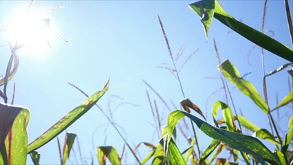 Scientists Are Developing Heatwave-Resistant Plants Amid Worsening Climate Crisis