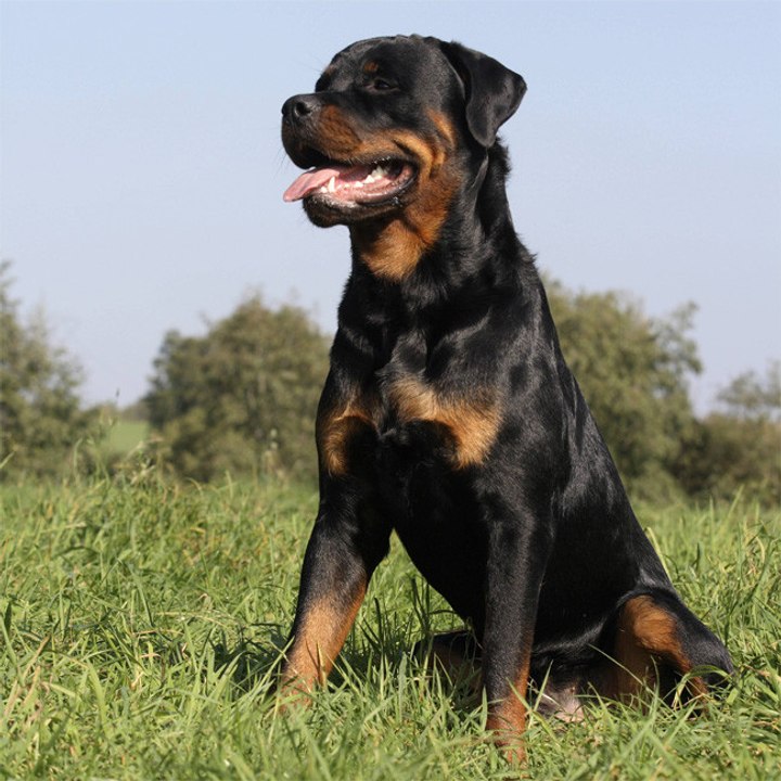 Google Maps-Nutzer entdecken sechsbeinigen Hund