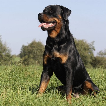 Google Maps-Nutzer entdecken sechsbeinigen Hund