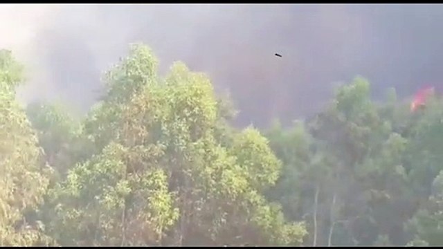 Crotone, vasto incendio nei boschi di Brasimato