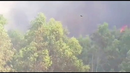 Crotone, vasto incendio nei boschi di Brasimato