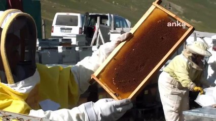 Bu Yıl Anzer Balı 2 Bin Liradan Satılacak