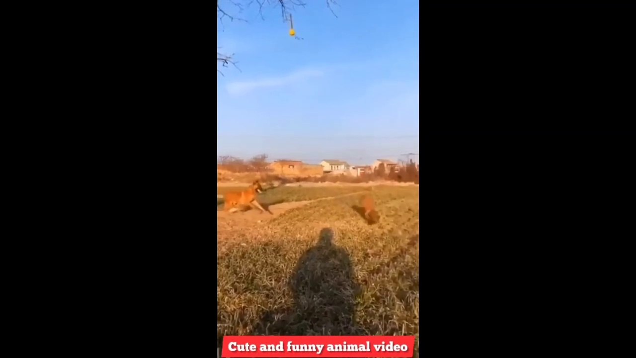 Best Funny Animals Of The Year 