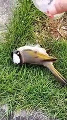 Il sauve un oiseau presque mort à cause de la chaleur