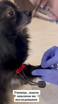 Un chien très calme chez le vétérinaire