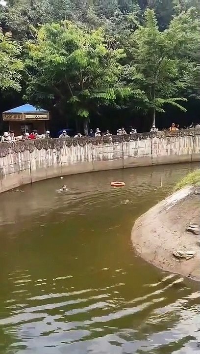 Ce gardien de zoo sauve un orang-outan de la noyade - Vietnam
