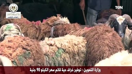 وزارة التموين: توفير خراف حية قائم سعر الكيلو 90 جنيه
