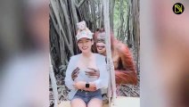 Orangután juguetón manoseó los senos de una mujer mientras le caía a besos