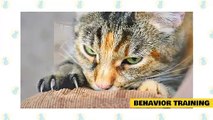 Cats 101 _ Basic Cat Training Tips