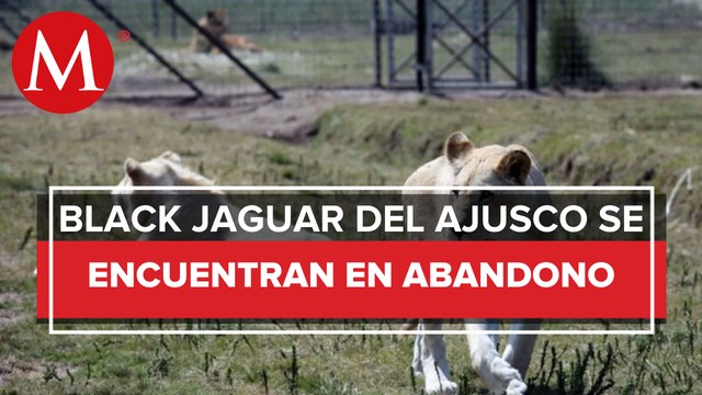 Denuncian abandono y maltrato de felinos en santuario Black Jaguar del Ajusco
