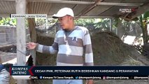 Cegah PMK, Peternak di Semarang Rutin Bersihkan Kandang dan Perawatan