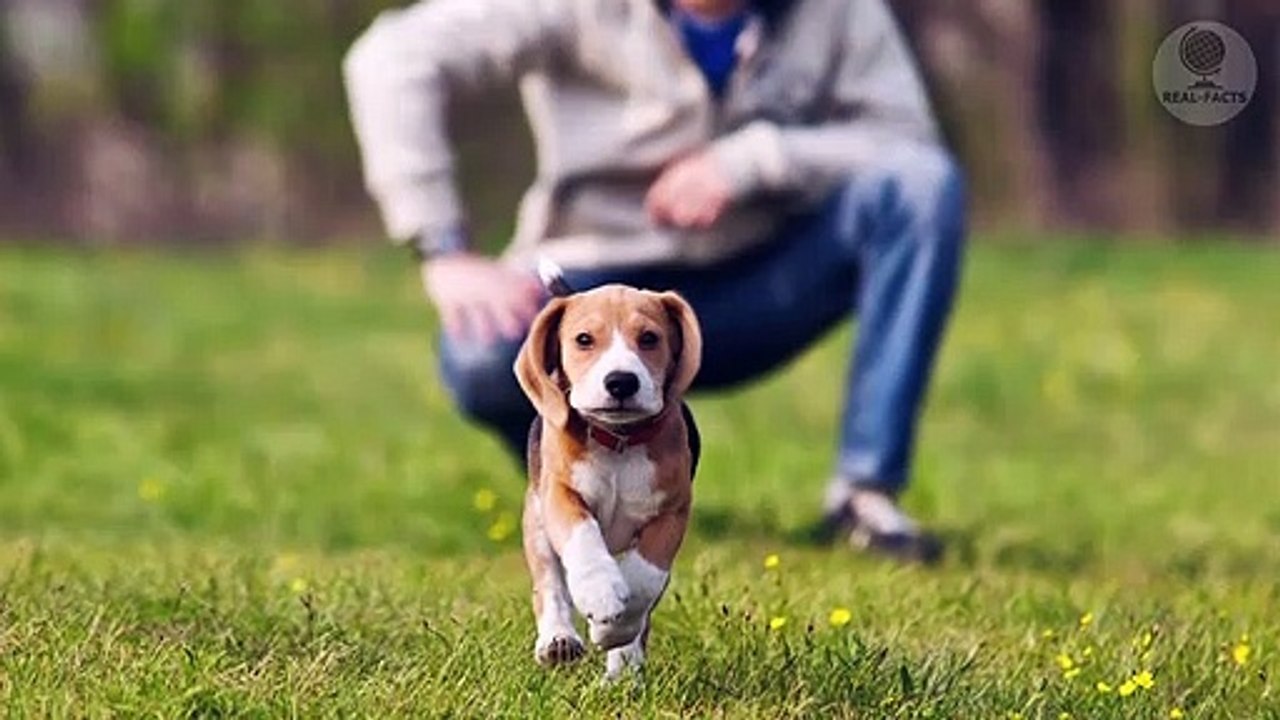 The shelter dog cries when he recognizes the man standing in front of him