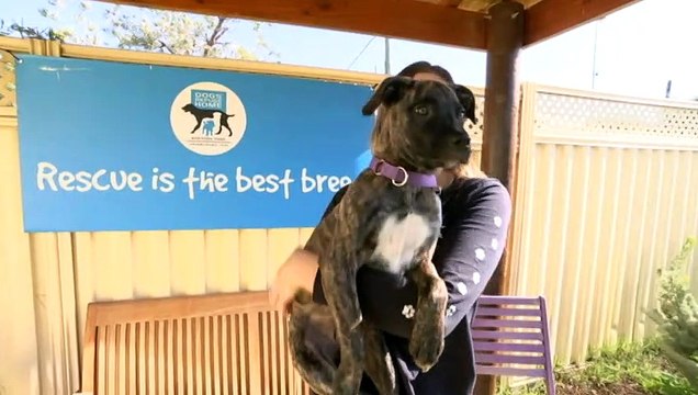 RSPCA says prosecutions for animal cruelty surging in WA