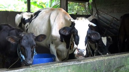 Calls for stricter border measures amid outbreak in Bali