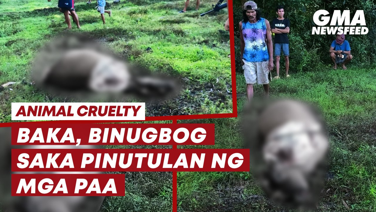 Baka, binugbog saka pinutulan ng paa | GMA News Feed