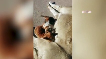 Anneleri kayıp olan kedileri 'Hediye' emziriyor