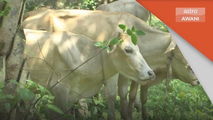 Ibadah Korban | Permintaan lembu ‘gemuk’ berkurangan, harga tinggi