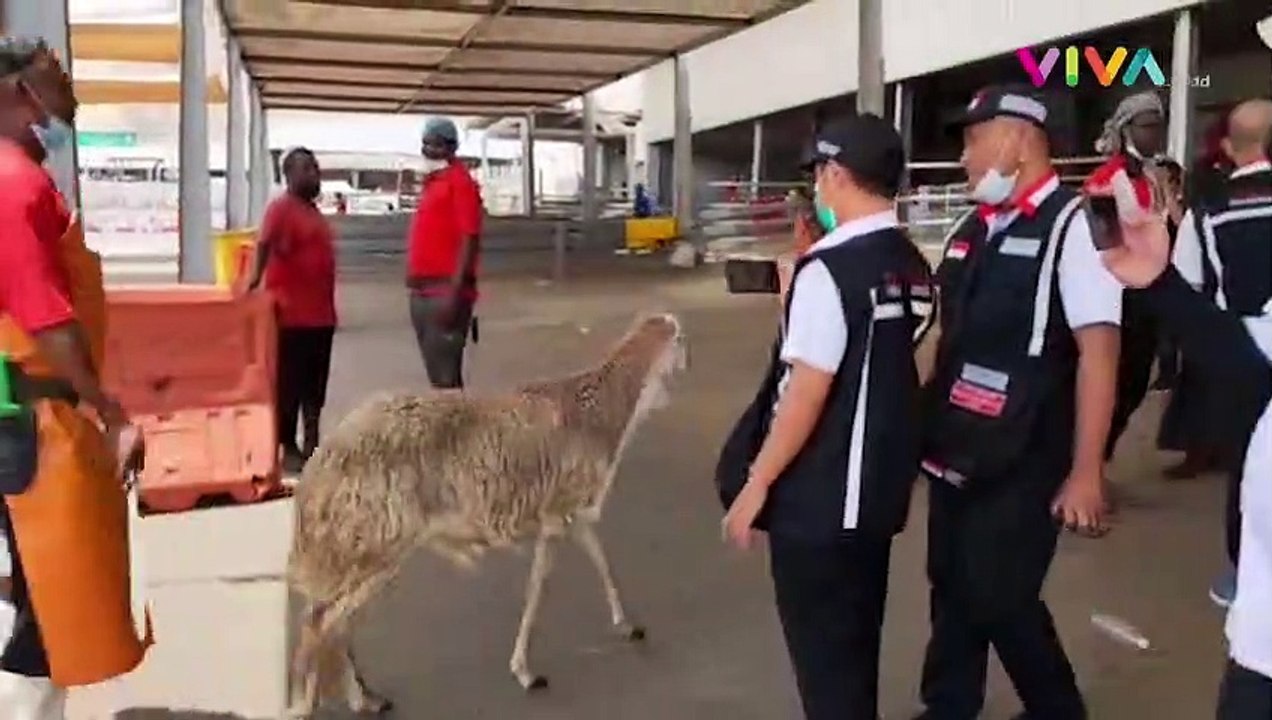 Mengunjungi Pasar An'am Mekkah, Pusat Berburu Kambing