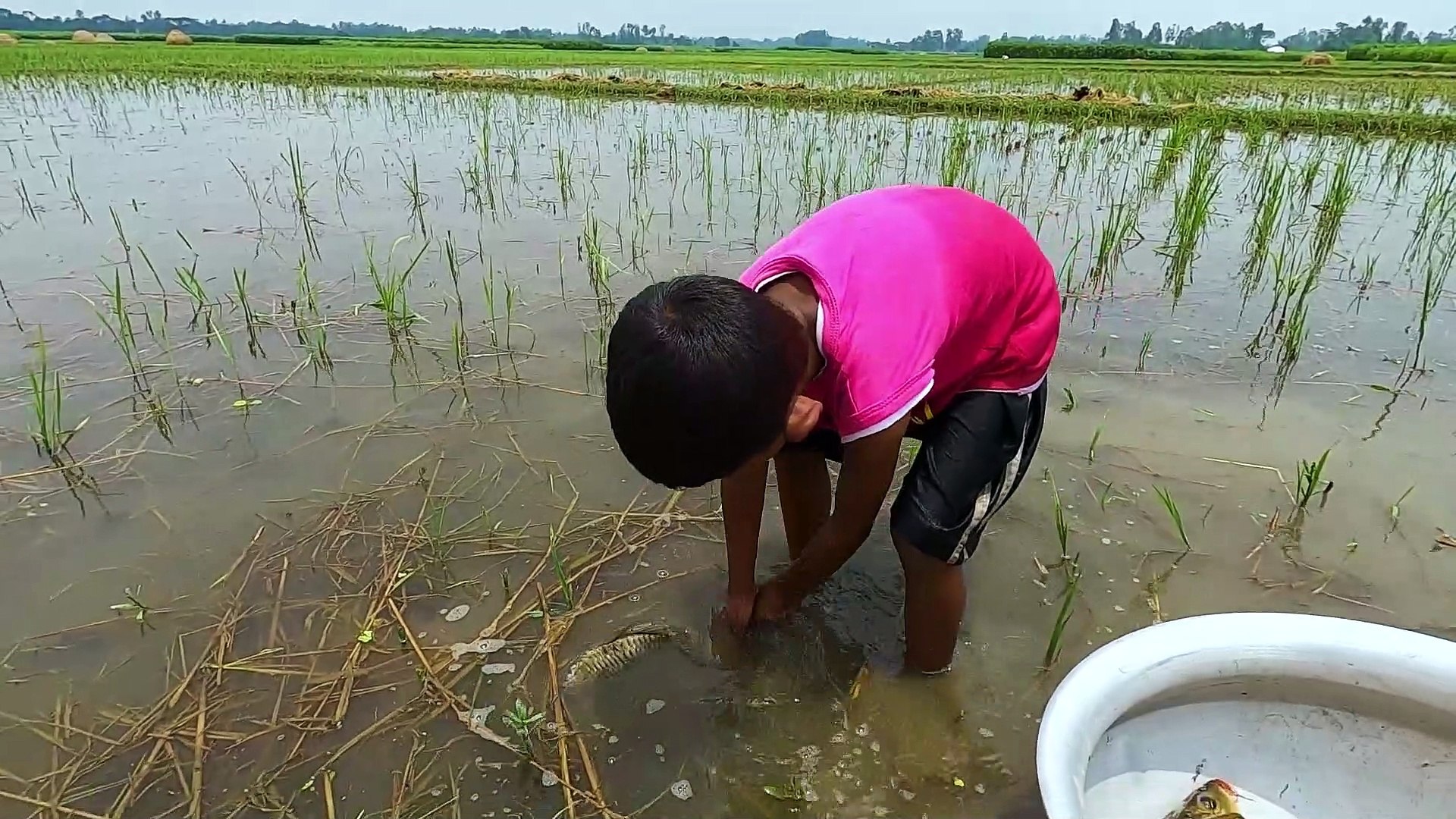 ⁣Fish Catching in Rice Field ! Amazing Hand Fishing Video ! Fishing Video #fishing