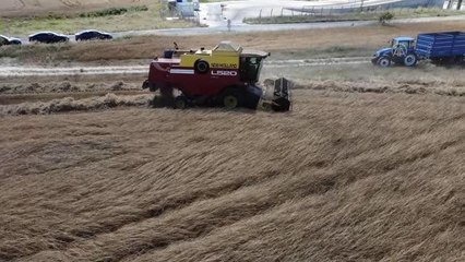 60 dönümde ekilen "kunduru" cinsi buğdayın hasadı yapılıyor