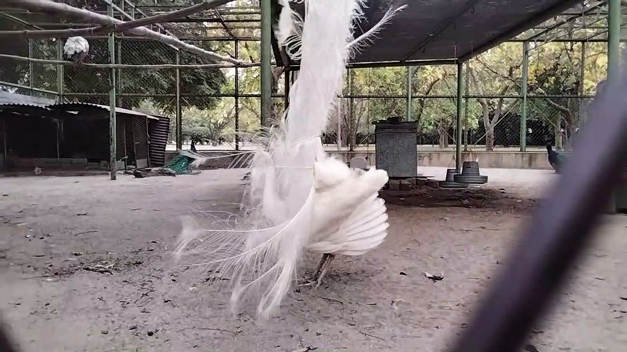 Peacock Bird Voice Sound Effect Video By Kingdom Of Awais