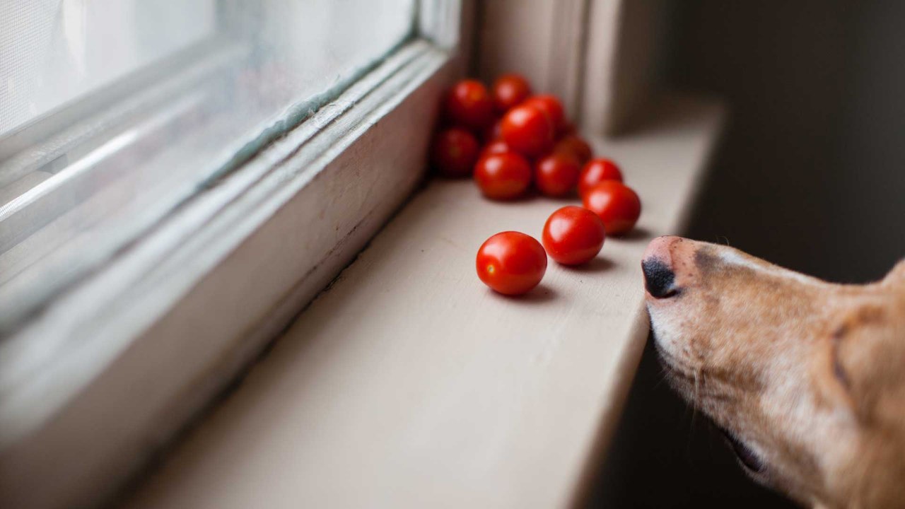Dürfen Hunde Tomaten essen?