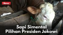 Ini Dia Sapi Simental Jokowi Untuk Kurban Di Riau, Dibeli Dari Peternak Pekanbaru !!