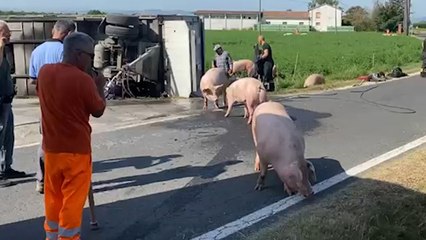 Ravenna, maiali in fuga nei campi dopo l'incidente. Il video