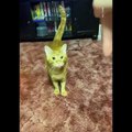 Funniest Cats  - Laugh non-stop with these funny cats   - Johnny Catsville